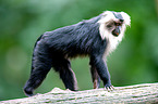 liontail macaque