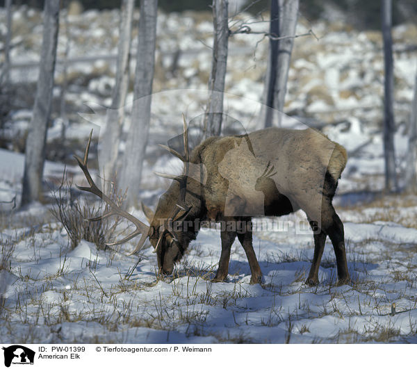 Wapitihirsch / American Elk / PW-01399