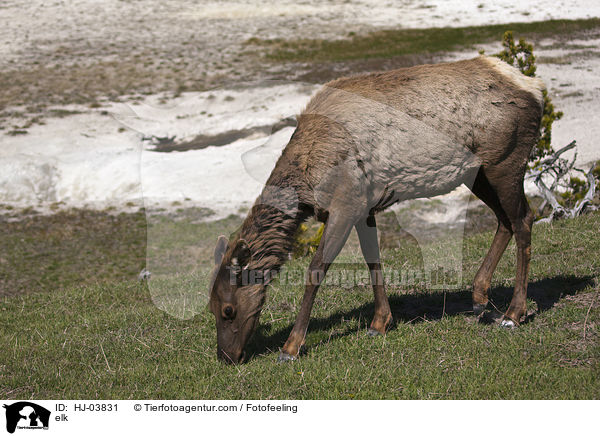 Wapiti / elk / HJ-03831