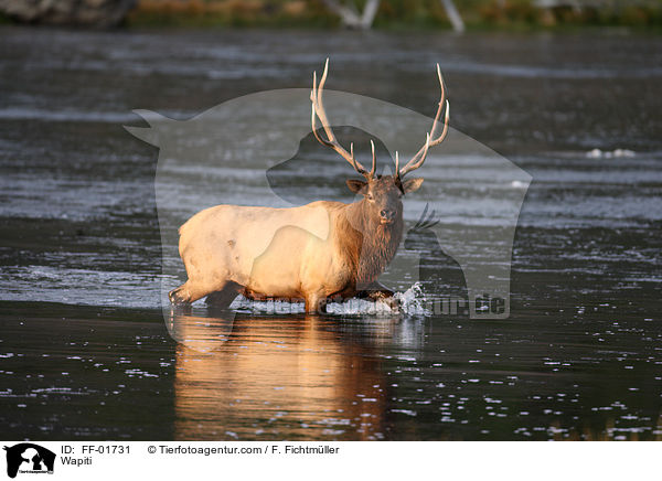 Wapiti / FF-01731