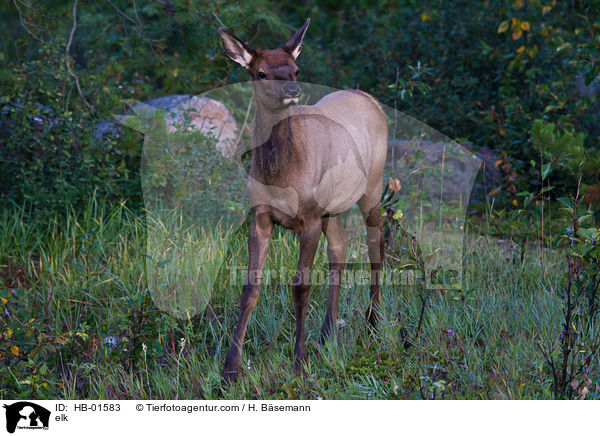 elk / HB-01583