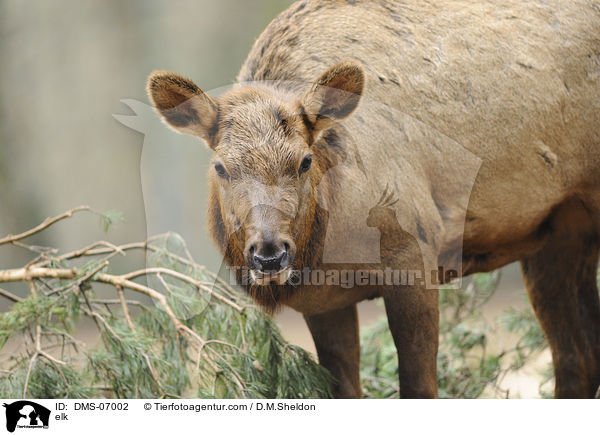elk / DMS-07002