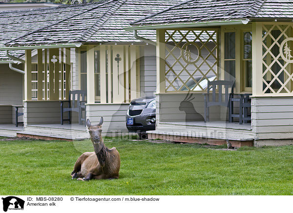 Wapiti / American elk / MBS-08280