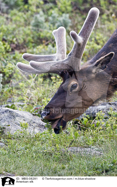 Wapiti / American elk / MBS-08281