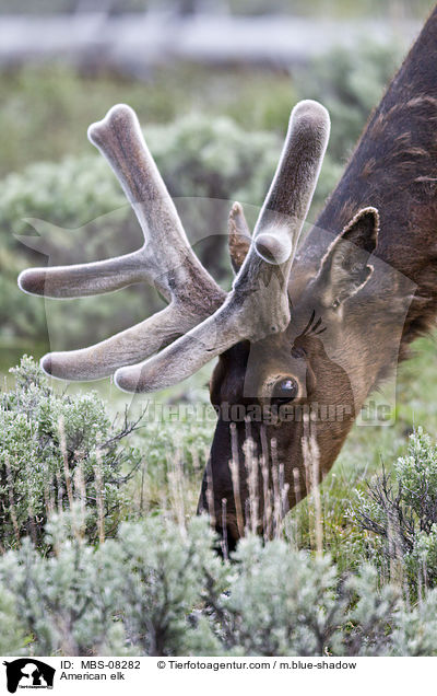 American elk / MBS-08282