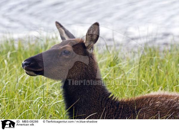 American elk / MBS-08286