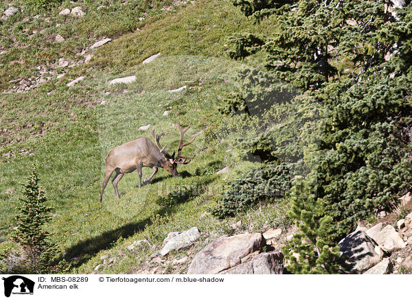 Wapiti / American elk / MBS-08289