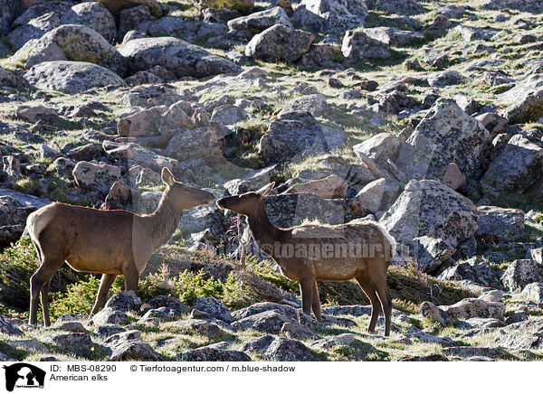 American elks / MBS-08290