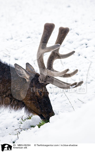 Wapiti / American elk / MBS-08294