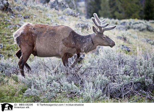 Wapiti / American elk / MBS-08296