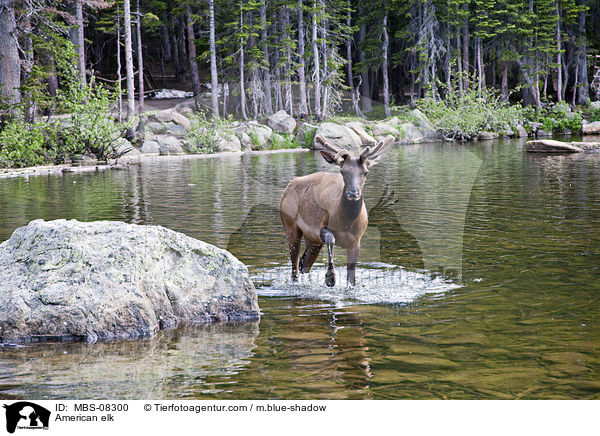 American elk / MBS-08300