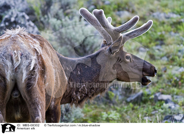 Wapiti / American elk / MBS-08302
