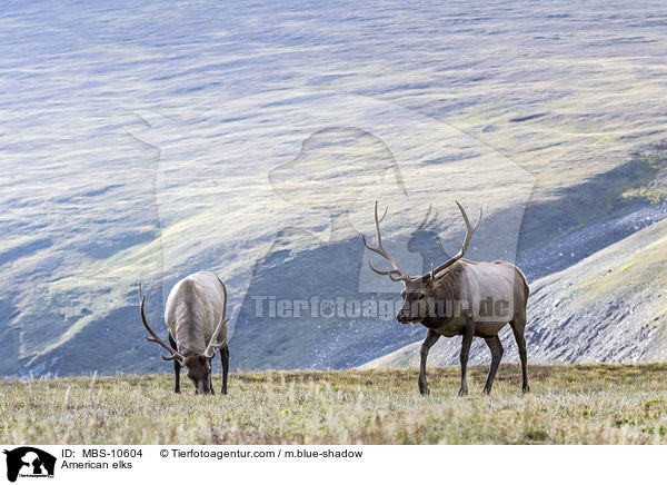 American elks / MBS-10604