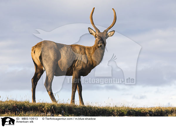 Wapiti / American elk / MBS-10613