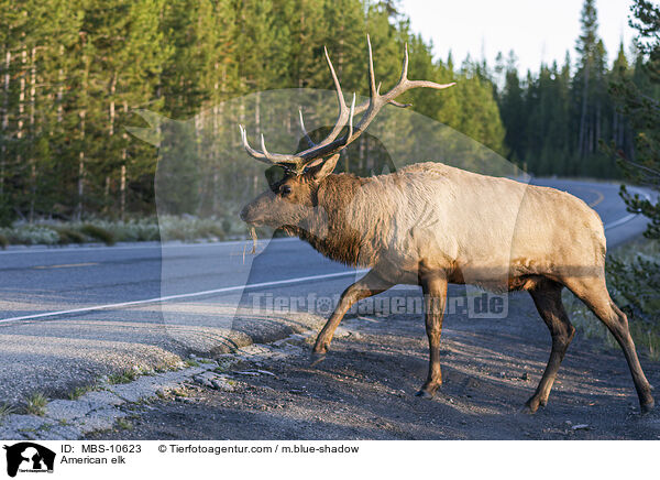 American elk / MBS-10623