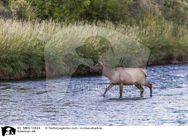 Wapiti / American elk / MBS-10624