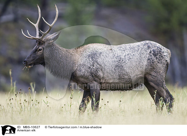 Wapiti / American elk / MBS-10627