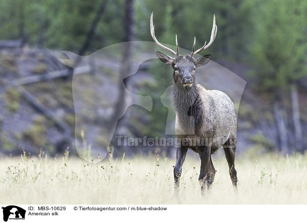 Wapiti / American elk / MBS-10629