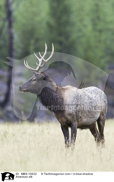 Wapiti / American elk / MBS-10632