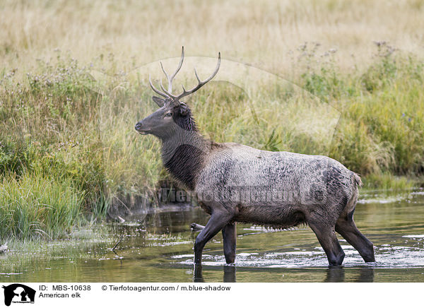 Wapiti / American elk / MBS-10638