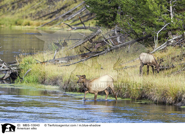 American elks / MBS-10640