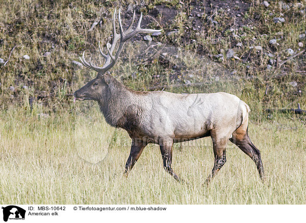 Wapiti / American elk / MBS-10642