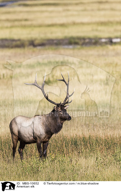 American elk / MBS-10652