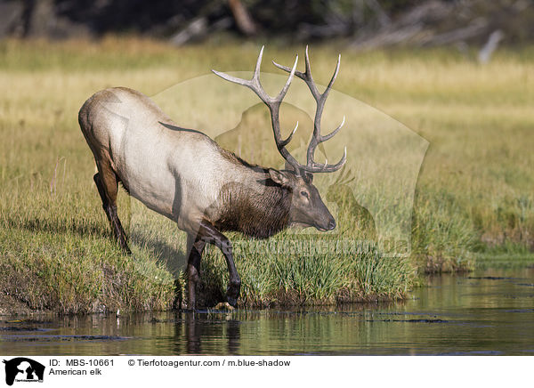 Wapiti / American elk / MBS-10661