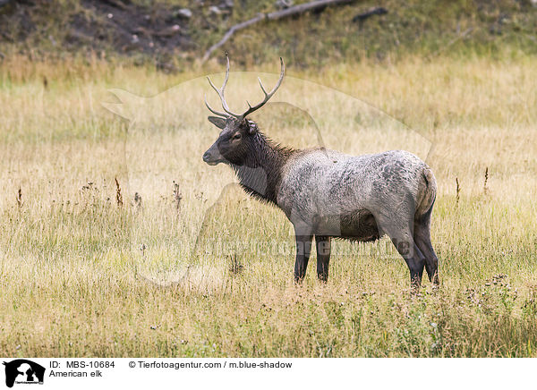 American elk / MBS-10684