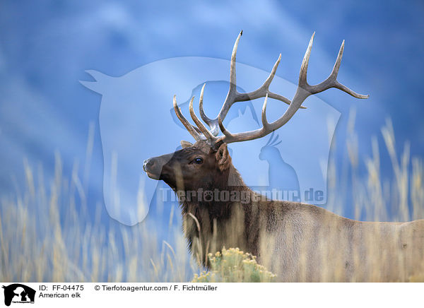 Wapiti / American elk / FF-04475