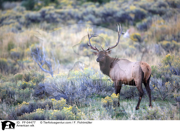 Wapiti / American elk / FF-04477