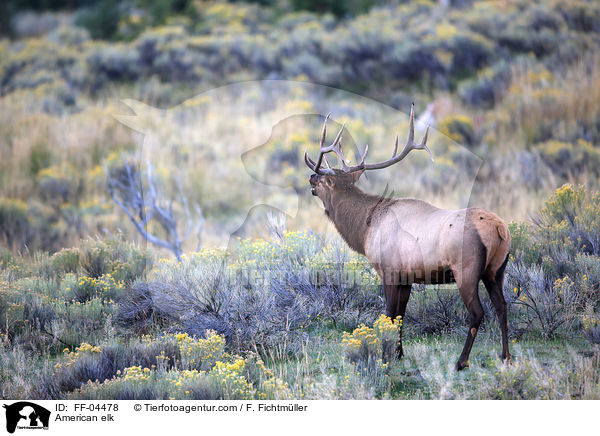 Wapiti / American elk / FF-04478