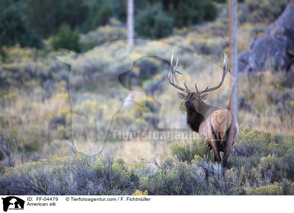 Wapiti / American elk / FF-04479