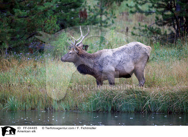 Wapiti / American elk / FF-04485