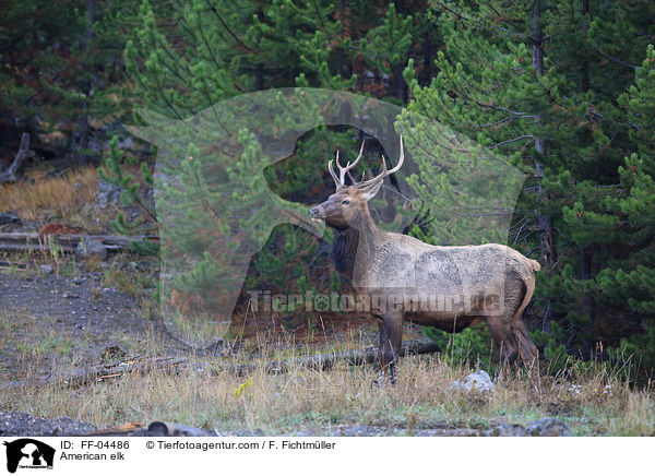 American elk / FF-04486