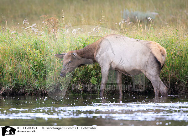 American elk / FF-04491
