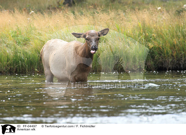 Wapiti / American elk / FF-04497