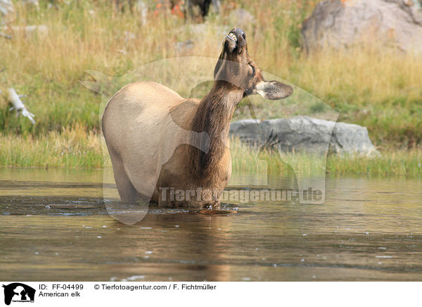 Wapiti / American elk / FF-04499