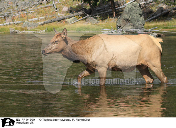 Wapiti / American elk / FF-04500