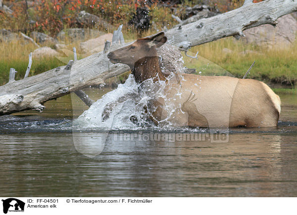 Wapiti / American elk / FF-04501