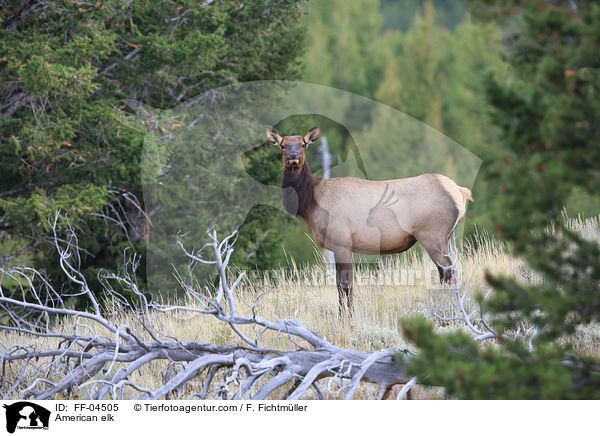 American elk / FF-04505