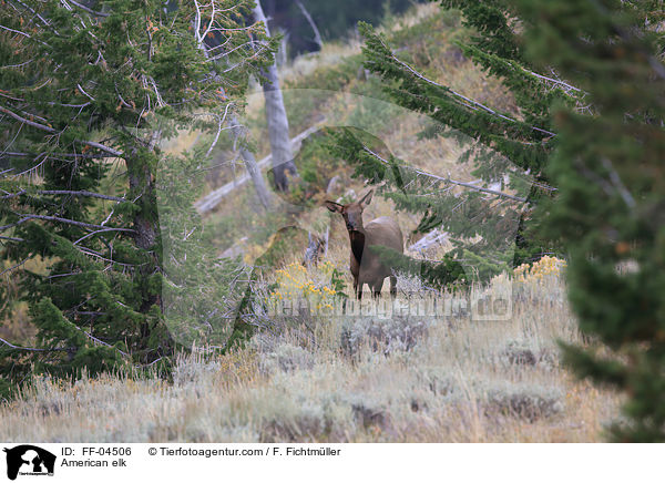 Wapiti / American elk / FF-04506