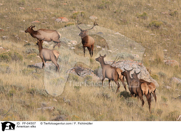 Wapitis / American elks / FF-04507