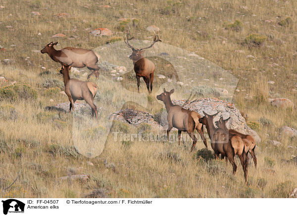 American elks / FF-04507