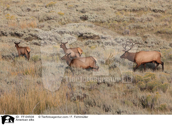 Wapitis / American elks / FF-04508