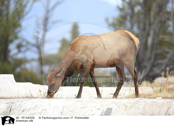 Wapiti / American elk / FF-04509