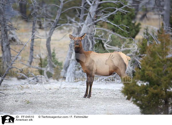 Wapiti / American elk / FF-04510