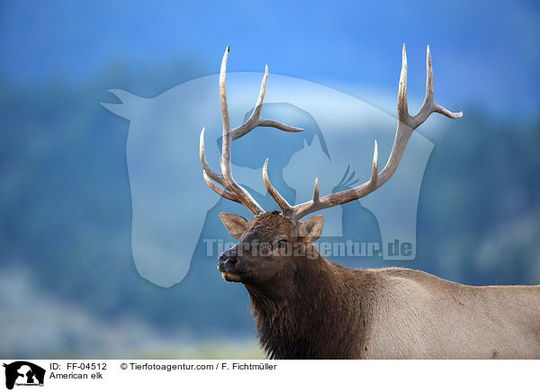 Wapiti / American elk / FF-04512