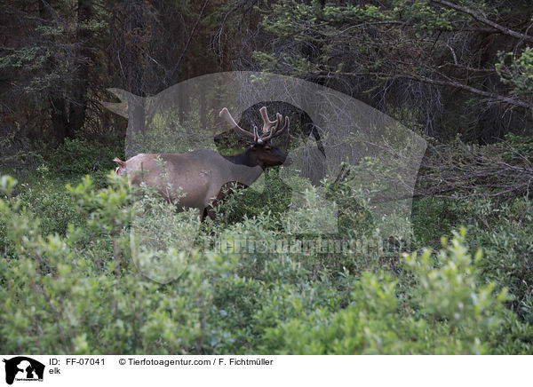 elk / FF-07041