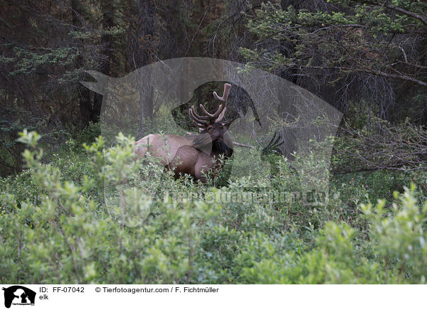 Wapiti / elk / FF-07042